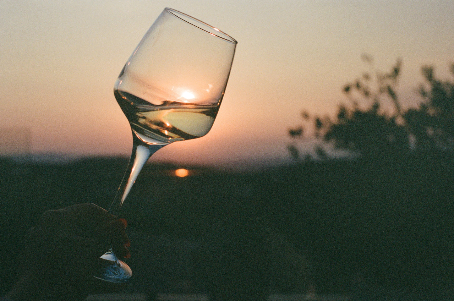 2024 'Never Say Never' Chardonnay